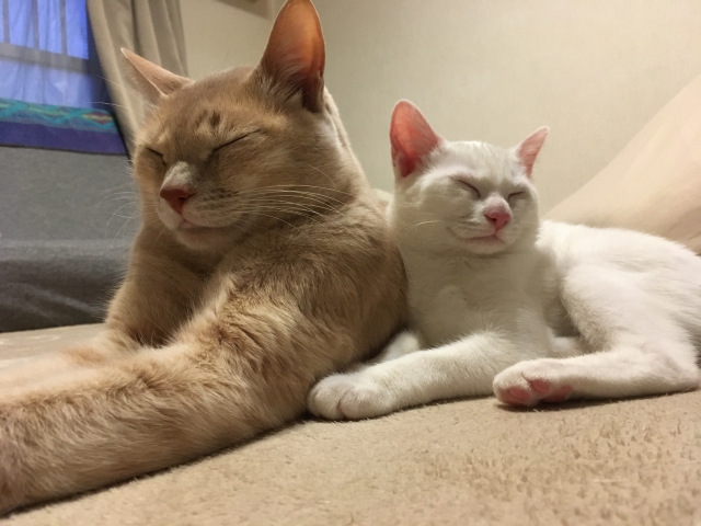猫の画像2