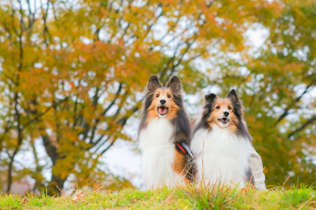 犬の画像2