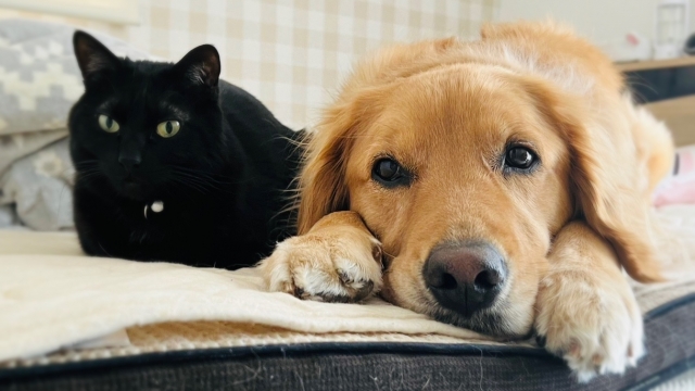 犬と猫