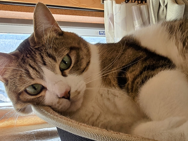 猫の画像1